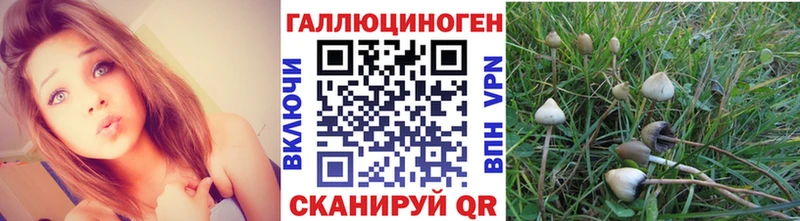 Псилоцибиновые грибы мицелий Лесозаводск